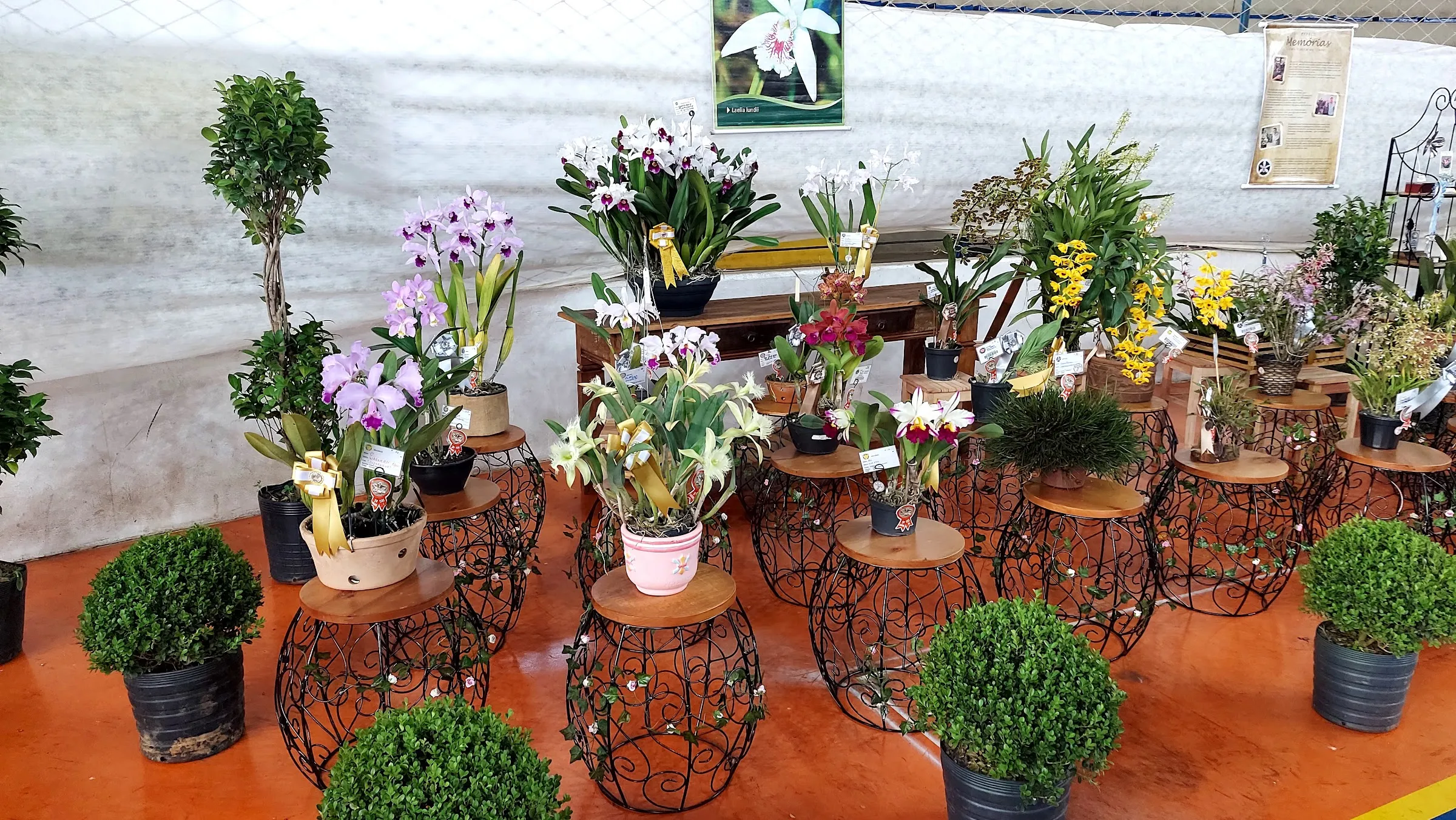 Orquídeas expostas sobre suportes de ferro em edição anterior da exposição