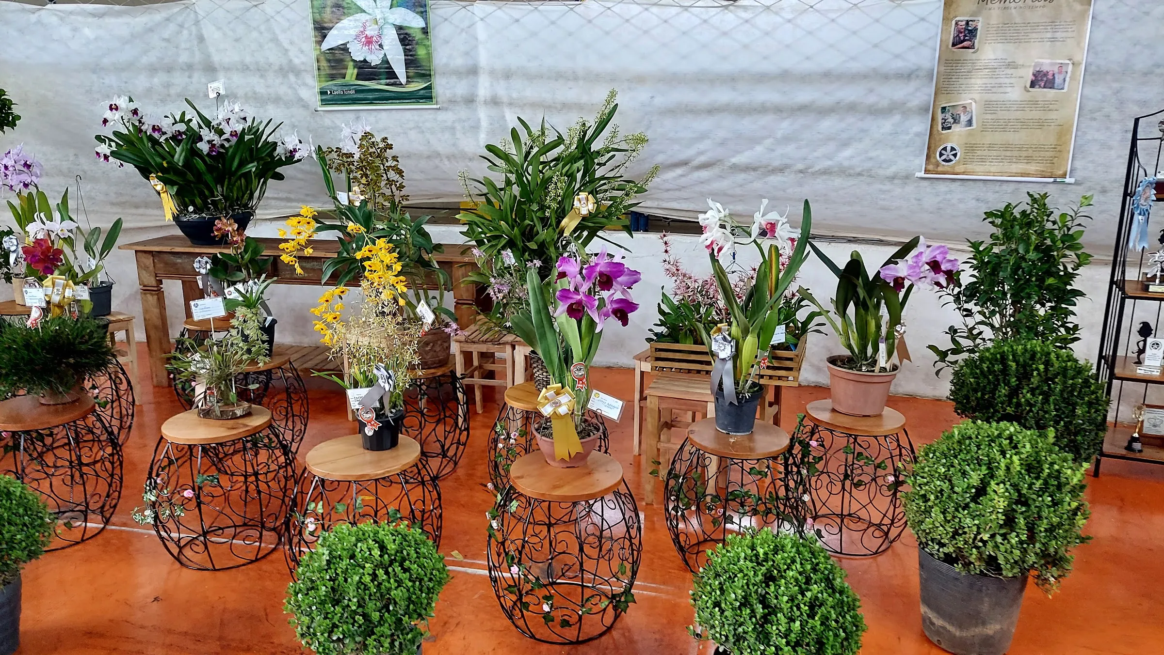 Orquídeas floridas expostas em edição anterior da exposição