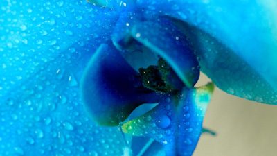 Blue Orchid