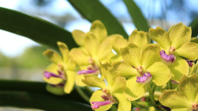 Close-up of Orchid