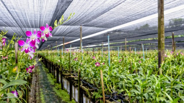 Dendrobium orchid farm