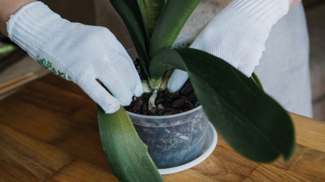 Orchid Care, How to Cut an Orchid Leaf. Removing a Damaged Orchid Phalaenopsis flower Leaves. Female