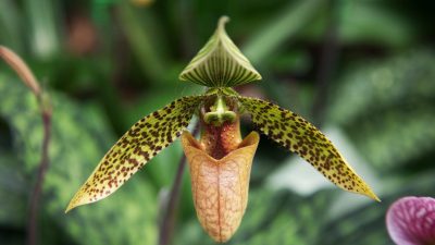 orchid flower