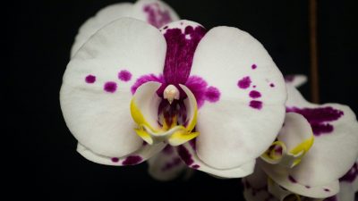 Orchid flower