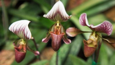 orchid flower