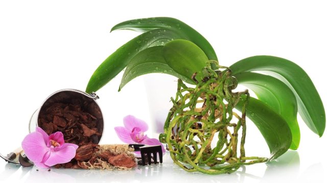 orchid flowers, Creative Photo Of orchid flowers In a Cool Background