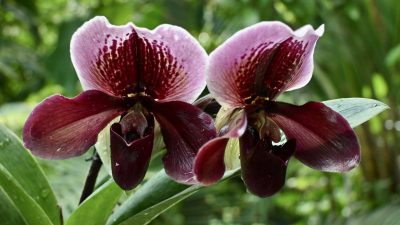 Orchids