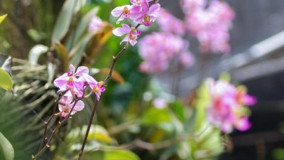 orchids flowers