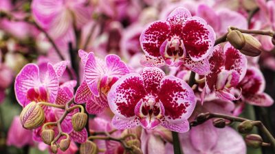 Orchids