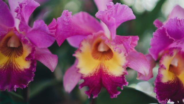 Pink orchids in bloom
