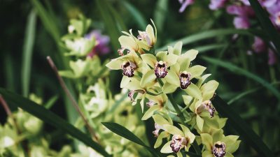 Various types of Cymbidium orchids blooming in orchid garden