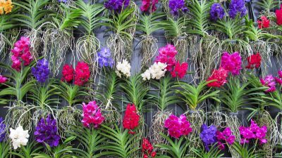 Wall of orchids