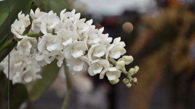 White orchid